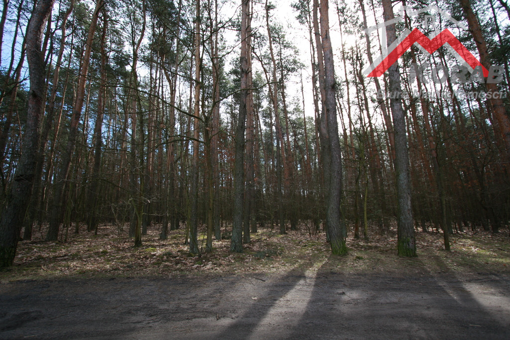 Dąbrowa, Dąbrowa